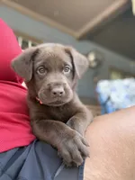 Orange collar , a male Labrador Retriever for sale in Franklin, GA – 2 of 4