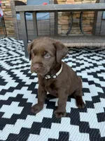 Gray collar , a male Labrador Retriever for sale in Franklin, GA – 2 of 4