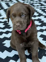 Pink collar , a female Labrador Retriever for sale in Franklin, GA – 2 of 4