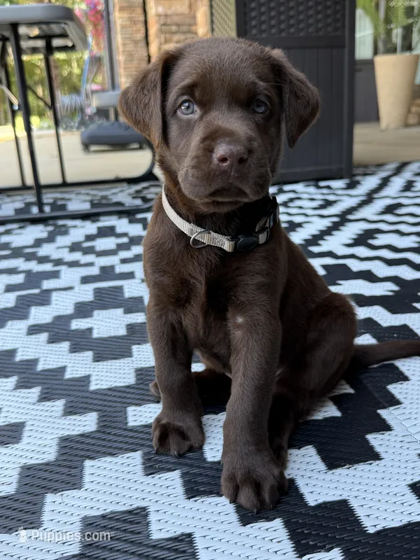 Gray collar  – Labrador Retriever puppy for sale in Franklin, GA