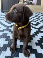 Yellow collar , a female Labrador Retriever for sale in Franklin, GA – 2 of 3