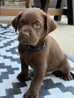 Black collar , a male Labrador Retriever for sale in Franklin, GA – 2 of 3