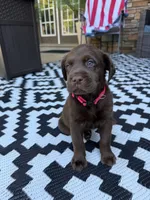 Pink collar , a female Labrador Retriever for sale in Franklin, GA – 3 of 4