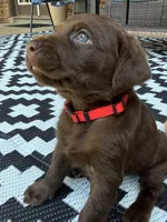 Red collar , a male Labrador Retriever for sale in Franklin, GA – 1 of 5
