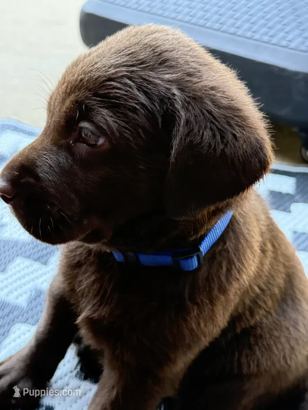 Blue collar  – Labrador Retriever puppy for sale in Franklin, GA