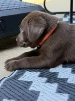 Orange collar , a male Labrador Retriever for sale in Franklin, GA – 4 of 4