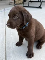 Blue collar , a male Labrador Retriever for sale in Franklin, GA – 6 of 6