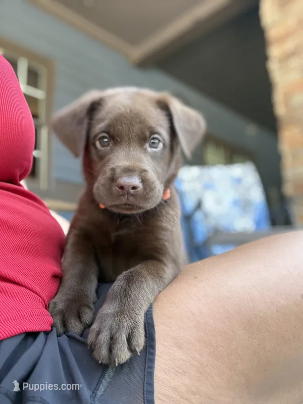 Orange collar  – Labrador Retriever puppy for sale in Franklin, GA