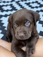Green collar , a male Labrador Retriever for sale in Franklin, GA – 2 of 4
