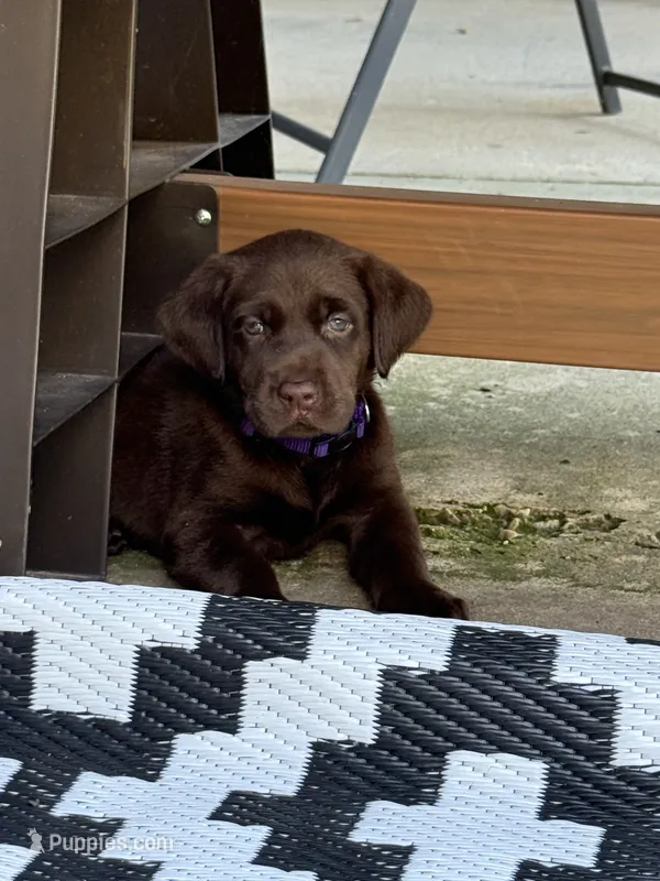 Purple collar  – Labrador Retriever puppy for sale in Franklin, GA