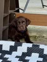 Purple collar , a female Labrador Retriever for sale in Franklin, GA – 1 of 5