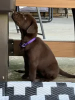 Purple collar , a female Labrador Retriever for sale in Franklin, GA – 3 of 5