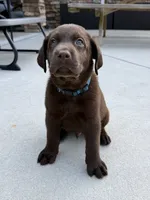 Blue collar , a male Labrador Retriever for sale in Franklin, GA – 5 of 6