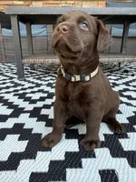 Gray collar , a male Labrador Retriever for sale in Franklin, GA – 4 of 4