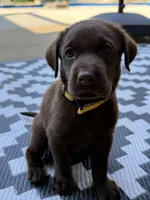 Yellow collar , a female Labrador Retriever for sale in Franklin, GA – 3 of 3