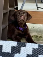 Purple collar , a female Labrador Retriever for sale in Franklin, GA – 2 of 5