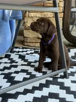 Purple collar , a female Labrador Retriever for sale in Franklin, GA – 4 of 5
