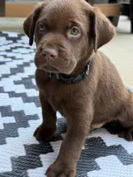 Black collar , a male Labrador Retriever for sale in Franklin, GA – 3 of 3