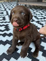 Red collar , a male Labrador Retriever for sale in Franklin, GA – 3 of 5