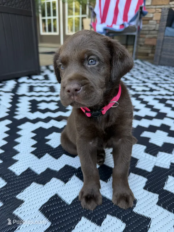 Pink collar  – Labrador Retriever puppy for sale in Franklin, GA