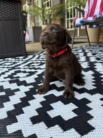Red collar , a male Labrador Retriever for sale in Franklin, GA – 4 of 5