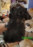 Sparrow , a male Shih Tzu for sale in Cumberland, MD – 3 of 5