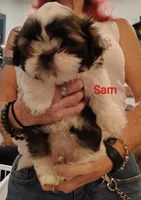 Sam, a male Shih Tzu for sale in Cumberland, MD – 5 of 5