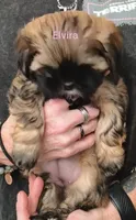 Elvira , a female Shih Tzu for sale in Cumberland, MD – 4 of 4