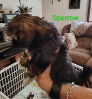 Sparrow , a male Shih Tzu for sale in Cumberland, MD – 5 of 5