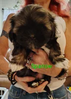 Sparrow , a male Shih Tzu for sale in Cumberland, MD – 4 of 5
