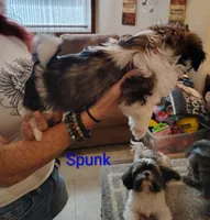 Spunk, a male Shih Tzu for sale in Cumberland, MD – 3 of 6
