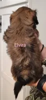 Elvira , a female Shih Tzu for sale in Cumberland, MD – 2 of 4