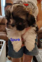Spunk, a male Shih Tzu for sale in Cumberland, MD – 4 of 6