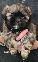 Nancy , a female Shih Tzu for sale in Cumberland, MD – 1 of 4