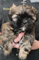 Nancy , a female Shih Tzu for sale in Cumberland, MD – 3 of 4
