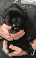 Chucky , a male Shih Tzu for sale in Cumberland, MD – 2 of 4