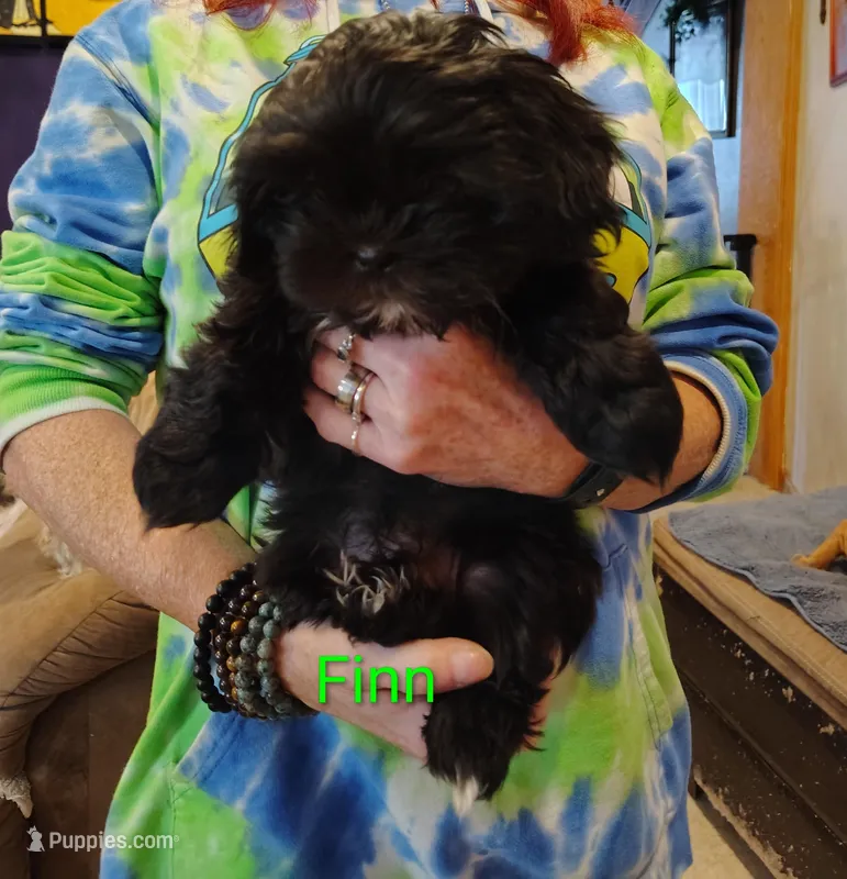 Finn – Shih Tzu puppy for sale in Cumberland, MD