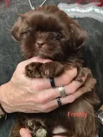 Freddy , a male Shih Tzu for sale in Cumberland, MD – 4 of 4
