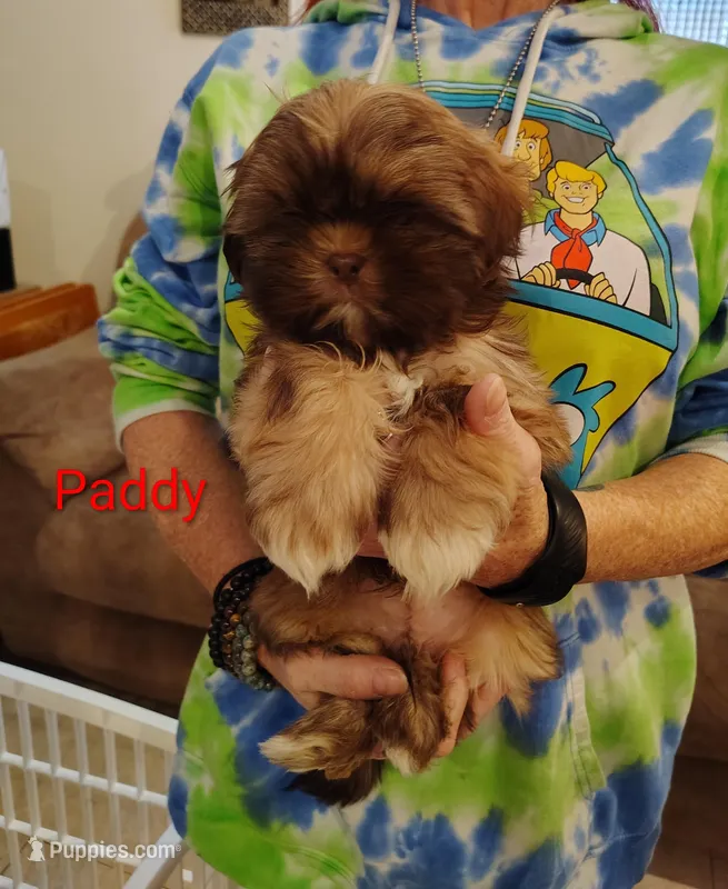Paddy – Shih Tzu puppy for sale in Cumberland, MD