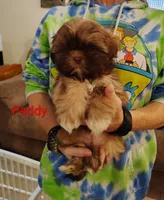 Paddy, a male Shih Tzu for sale in Cumberland, MD – Photo 1 of 4