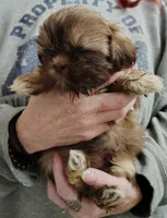 Paddy, a male Shih Tzu for sale in Cumberland, MD – Photo 2 of 3