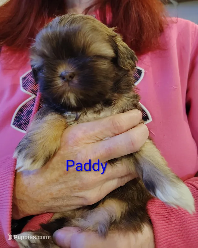 Paddy