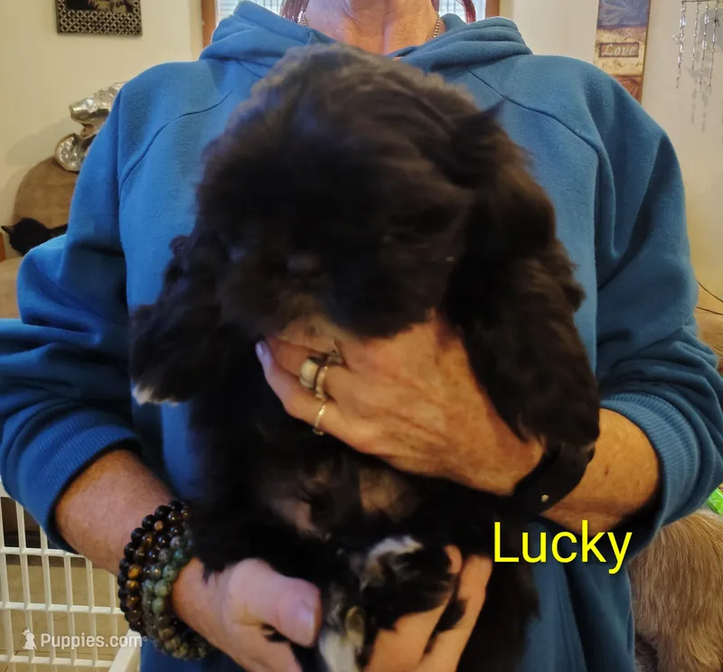Lucky – Shih Tzu puppy for sale in Cumberland, MD