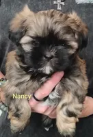 Nancy , a female Shih Tzu for sale in Cumberland, MD – 2 of 4