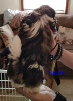 Spunk, a male Shih Tzu for sale in Cumberland, MD – 5 of 6