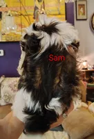 Sam, a male Shih Tzu for sale in Cumberland, MD – 3 of 5