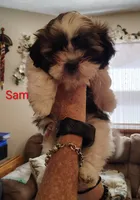 Sam, a male Shih Tzu for sale in Cumberland, MD – 2 of 5