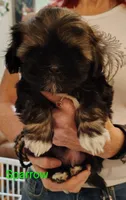 Sparrow , a male Shih Tzu for sale in Cumberland, MD – 1 of 5