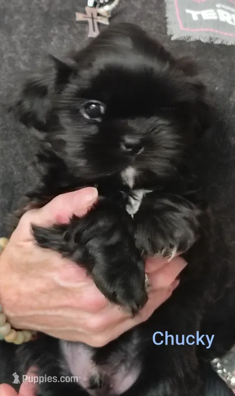 Chucky  – Shih Tzu puppy for sale in Cumberland, MD
