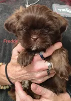 Freddy , a male Shih Tzu for sale in Cumberland, MD – 3 of 4